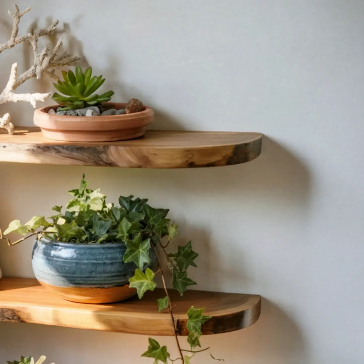 Minimalist wall with solid wood floating shelves holding potted plants and decor