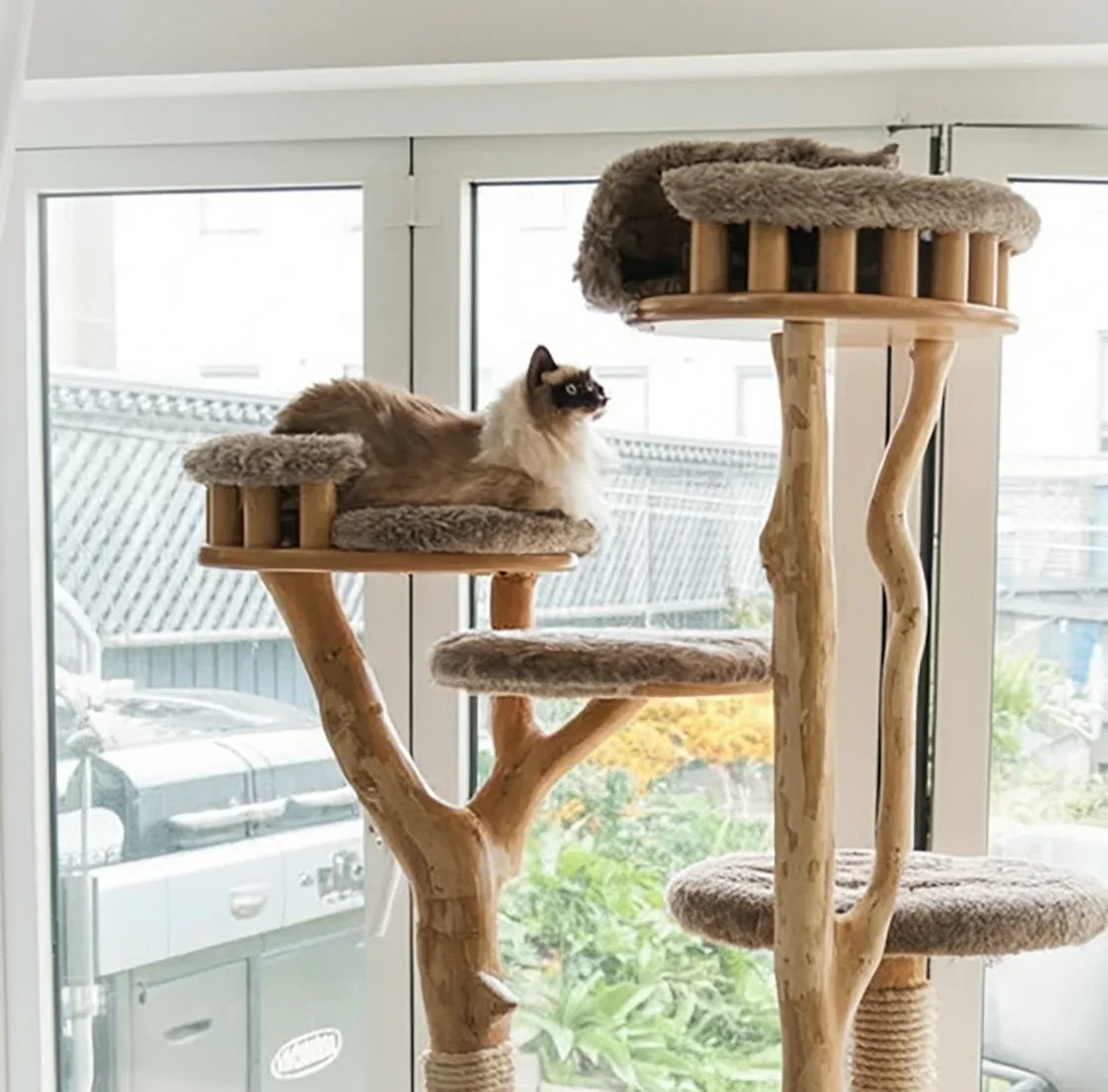 Ragdoll cat resting on plush wooden cat tree near large window with outdoor view