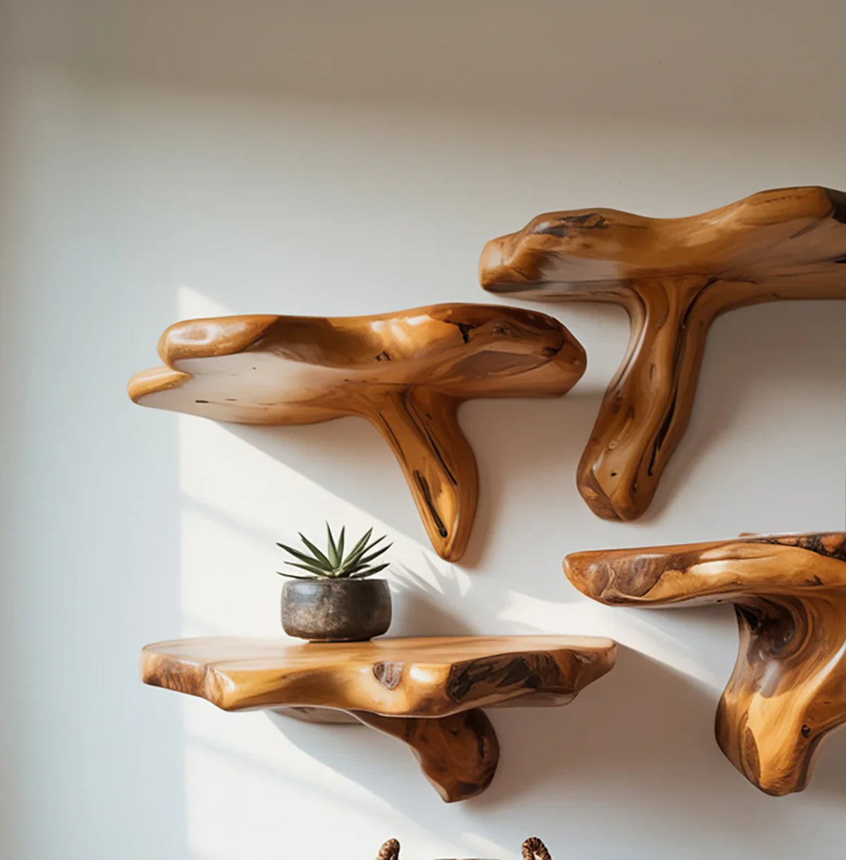 Three irregular natural wood floating shelves on white wall with small potted succulent plant