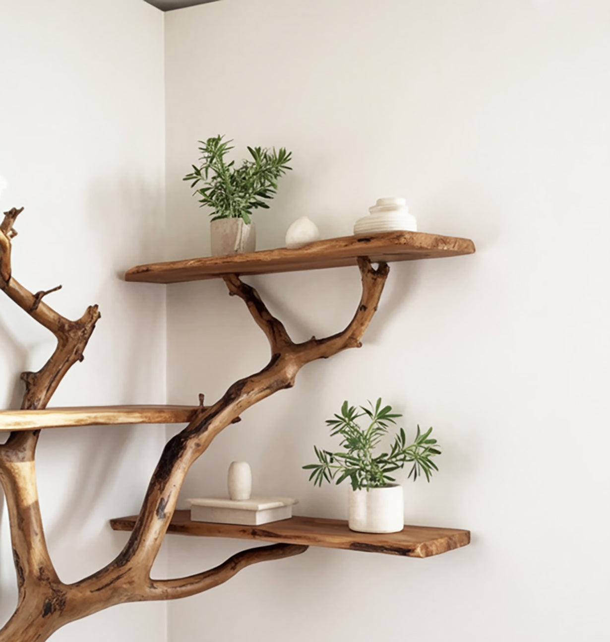 Natural wood branch wall shelves with green potted plants and decorative white ceramics
